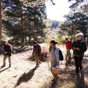 temporada de setas cercedilla